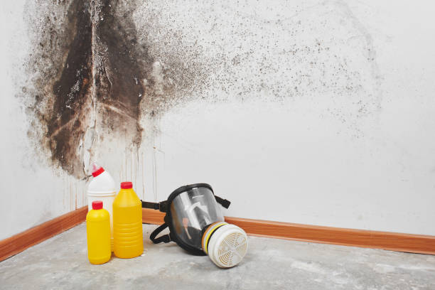 Professional Mold Removal in Hayden, ID
