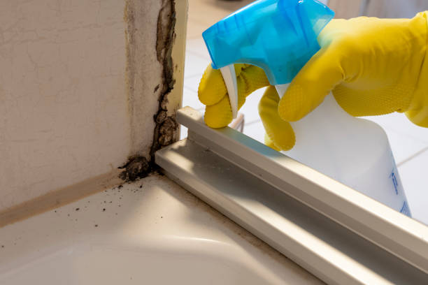 Best Residential Mold Removal  in Hayden, ID
